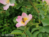 снимка 4 Капчици и пчели