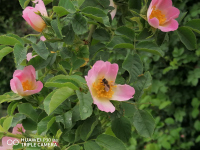 снимка 1 Капчици и пчели