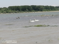снимка 3 Лебеди край Дунава