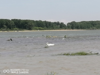 снимка 2 Лебеди край Дунава