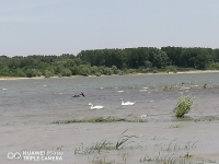 снимка 4 Лебеди край Дунава