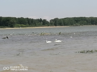 снимка 1 Лебеди край Дунава