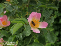 снимка 2 Капчици и пчели