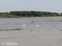 Лебеди край Дунава