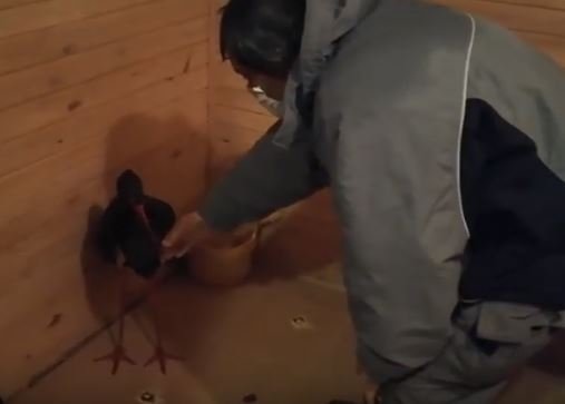 спасиха черен щъркел измръзване птицата защитен вид