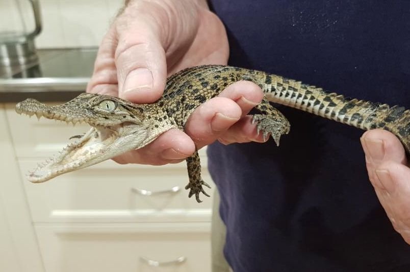 секунди без covid бебета крокодили избягаха дупка ограда австралийски парк