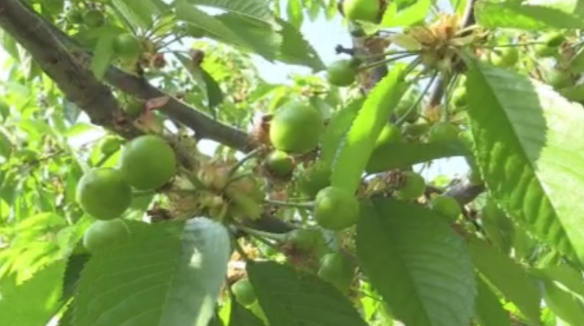 В Кюстендил очакват добра реколта от череши