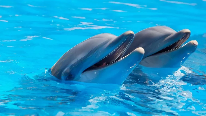 секунди без covid делфините обръщат един друг имена