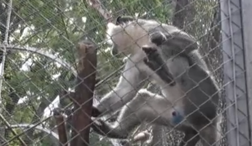 Извънредното положение направи маймуните в Айтос по-агресивни