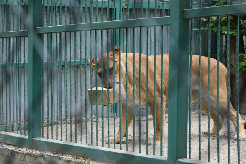 #60 секунди без COVID-19: Лъвът Любо от зоопарка в Разград вече е на диета