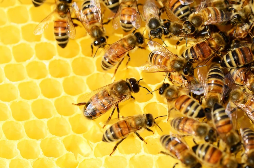 секунди без covid отбелязваме международния ден пчелата