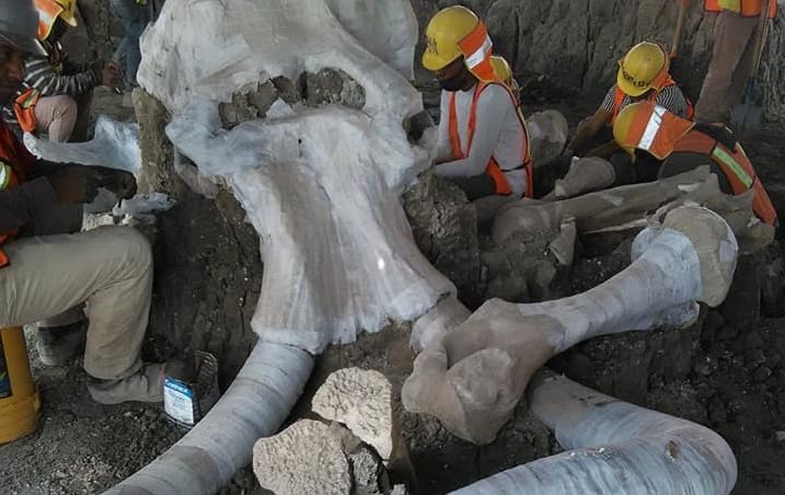 останките мамута открити строеж столицата мексико