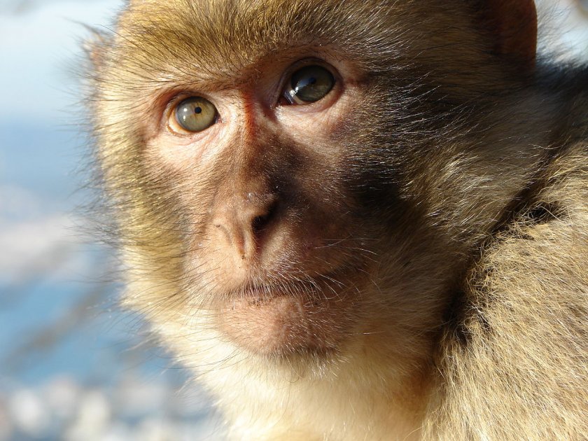 В Гибралтар забраниха на туристите да докосват маймуните