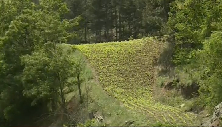 Тютюнопроизводството в симитлийското село Долно Осеново замира