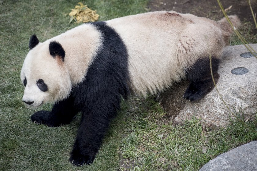 панда беглец измъкна клетката обиколи датски зоопарк
