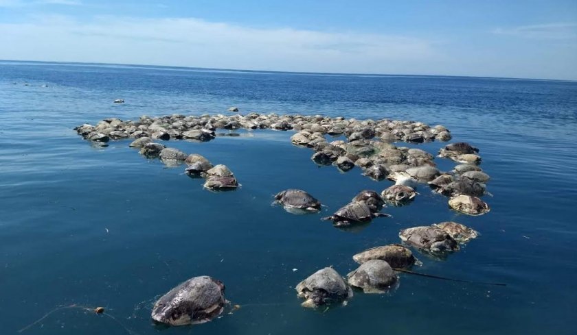 covid полза костенурките редки видове излюпиха африка заради липса туристи