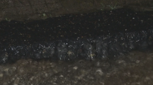 Отнесени автомобили и изровена настилка след пороя в Червен бряг