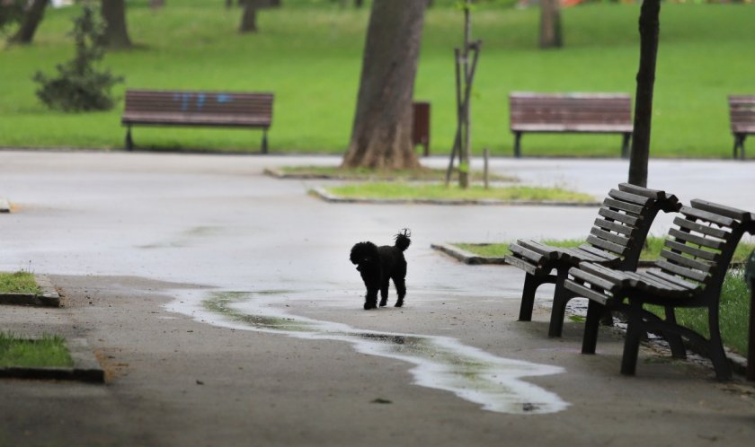 мъртви кучета парк горна оряховица полицията разследва