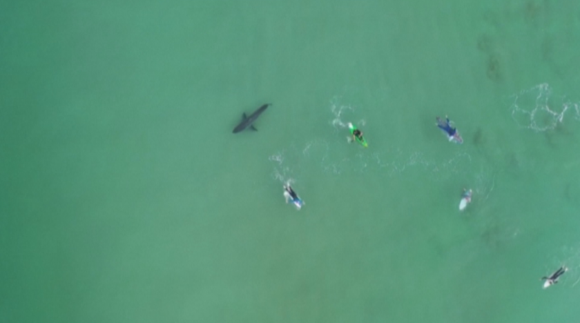 Опасна близост: Огромна бяла акула дебне сърфисти в Плетенбърг Бей