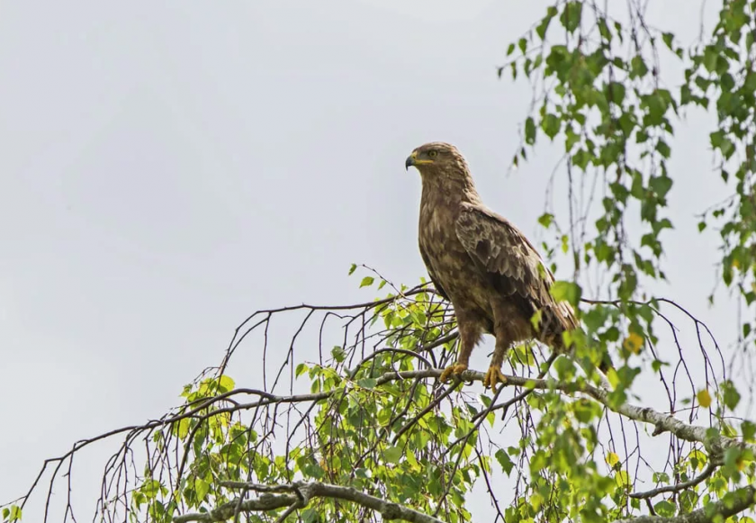 гнезда малък креслив орел откриха източна българия