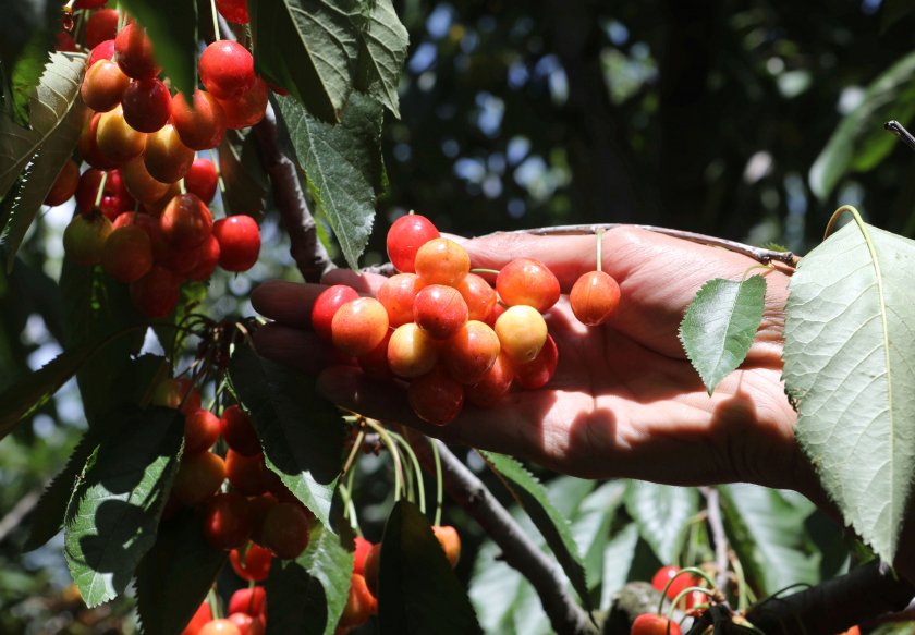 COVID-19 отмени и Празника на черешата в Кюстендил