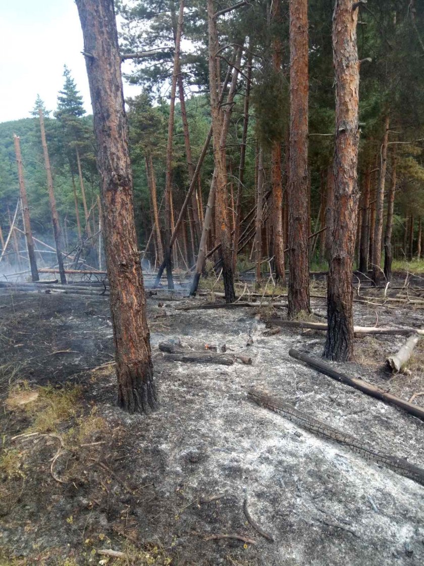 пожарът района брестовица изпепели дка гора