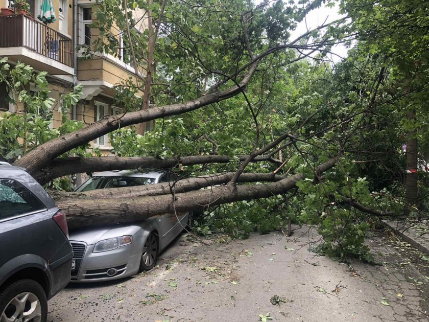 бурята клон откъсна удари човек шипка дърво стовари автомобили хан крум