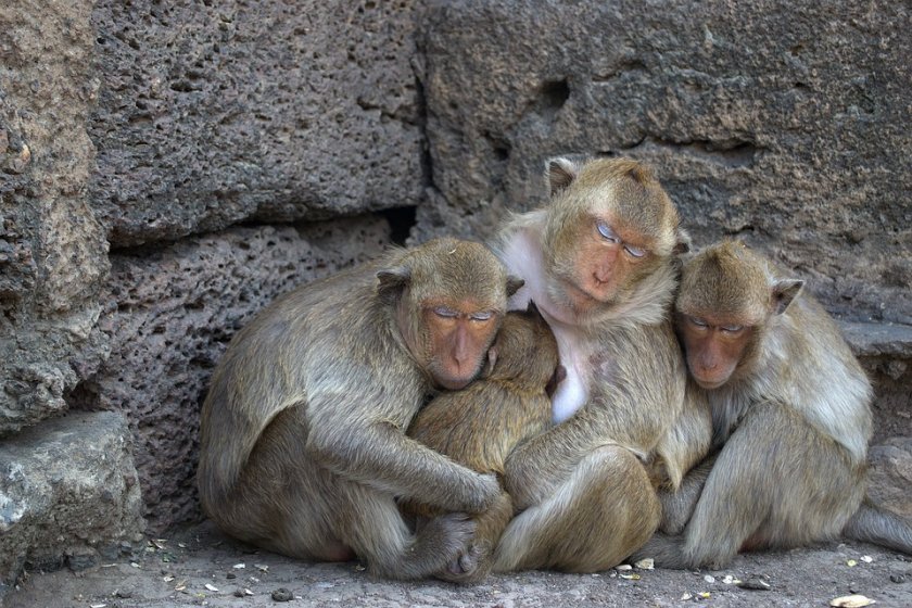 маймуни заразени коронавирус имат краткосрочен имунитет