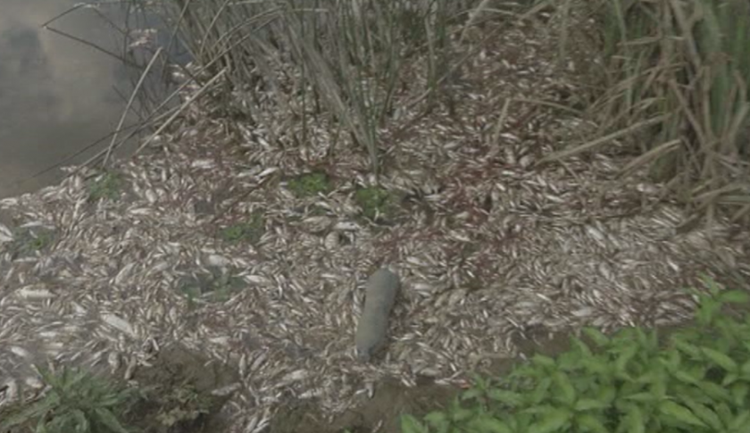 Тонове мъртва риба по бреговете на Янтра