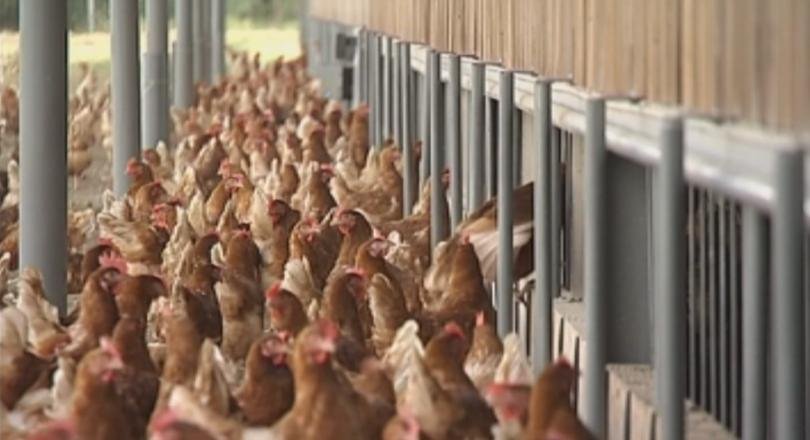 пак огнище инфлуенца птицеферма асеновград умъртвяват 170 000 кокошки