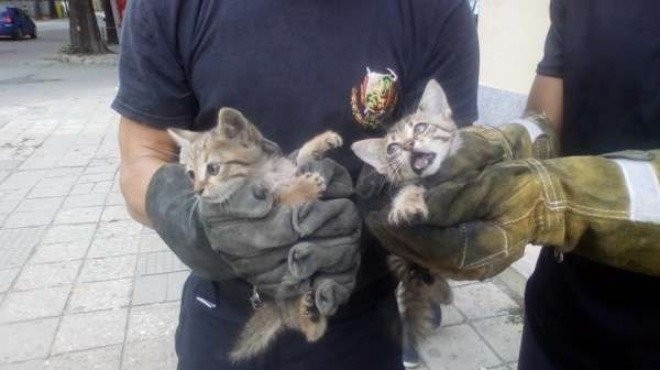 добро дело пожарникари спасиха малки котета удавяне