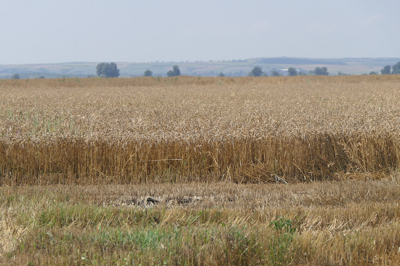 С 40% са намалели добивите на пшеница в Русенско