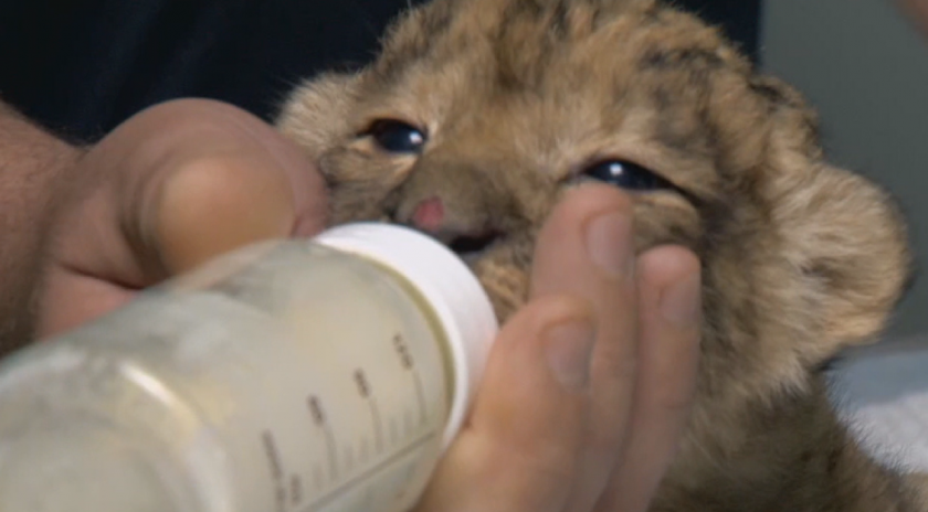 Лъвчетата Симба и Бамби се чувстват добре и наддават по 100 гр. на ден