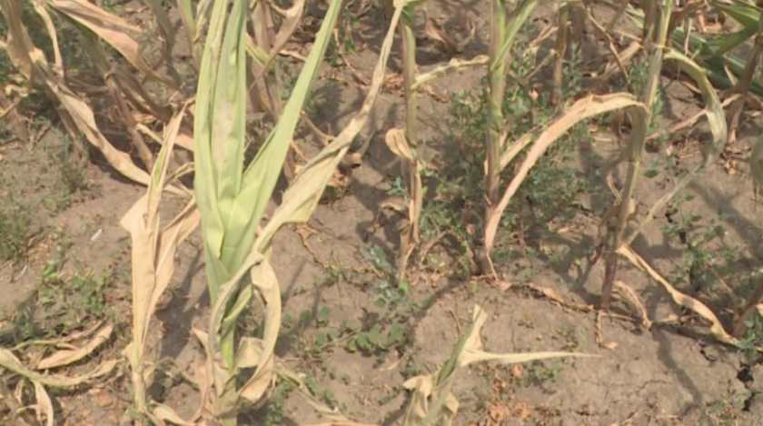 Унищожена реколта в община Тутракан заради сушата