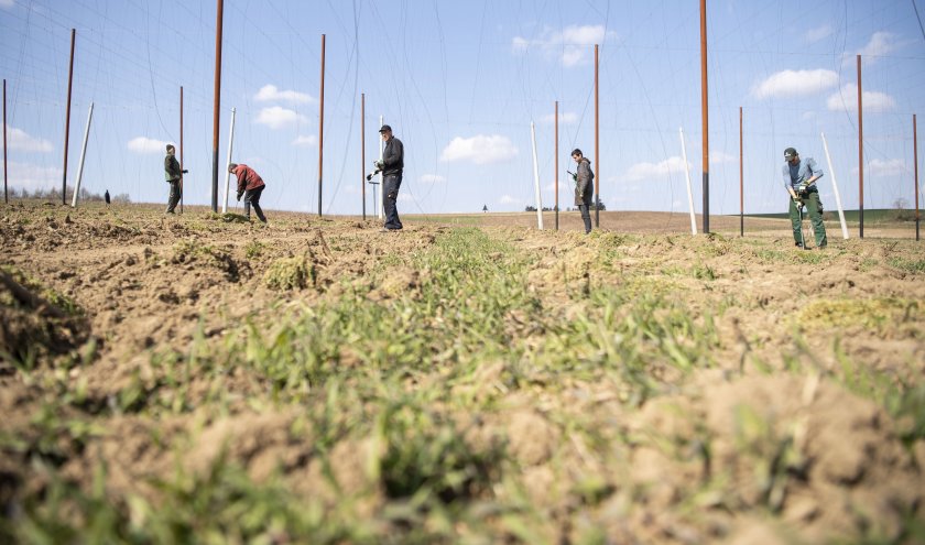 зеленчукова ферма български работници новото огнище коронавирус бавария