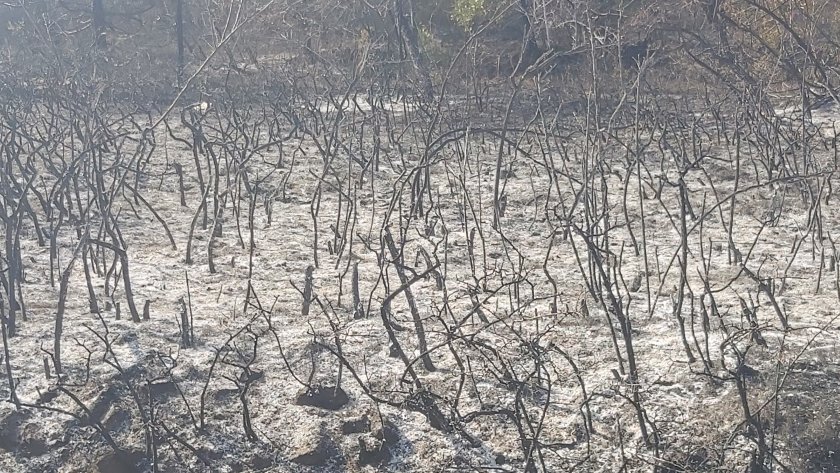 Пожарът в Сакар планина е локализиран, все още има вътрешни огнища