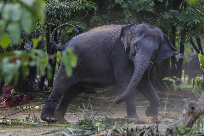 шри ланка забранява вноса пластмасови изделия защити слоновете