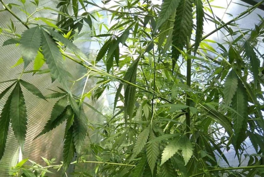 домашна оранжерия отглеждане растения рода конопа разкриха варненски полицаи