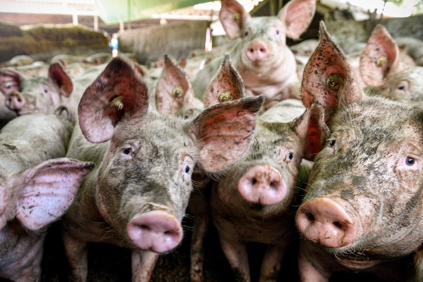япония забрани вноса свинско месо германия
