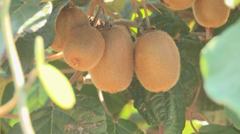 Производители на киви се оплакаха от липса на възможност за субсидии