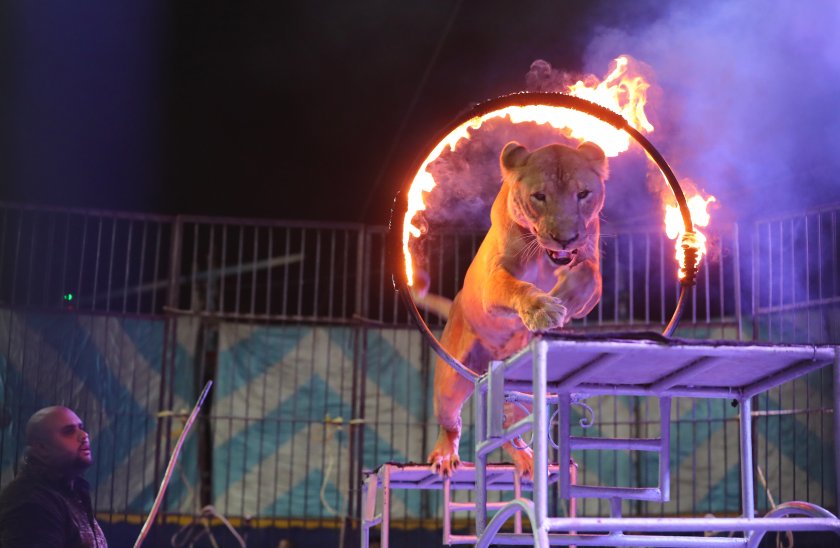 франция забранява използването диви животни пътуващи циркове