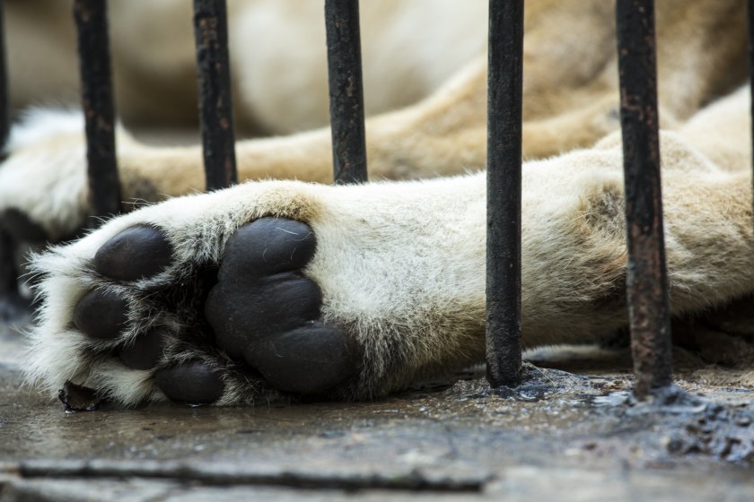 „Четири лапи“ с международна петиция за условията в българските зоопаркове