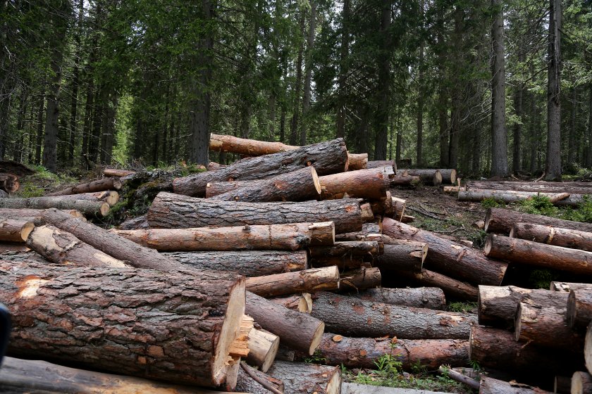 Дърводобивни фирми настояват за помощ от държавата заради коронавируса