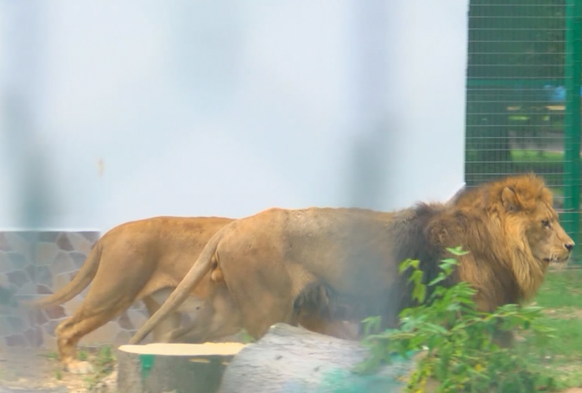 Как живеят два от най-възрастните лъва у нас