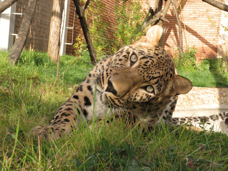 софийския зоопарк вече женски персийски леопард