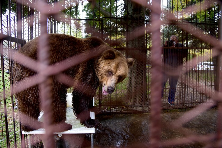 година чакане мечокът теди пристигна северна македония белица