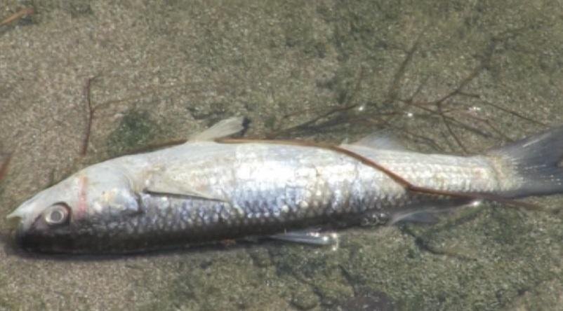 десетки мъртва риба заради източване язовир шумен