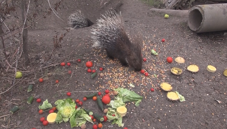 Екзотични бодливи свинчета се родиха в бургаския зоопарк