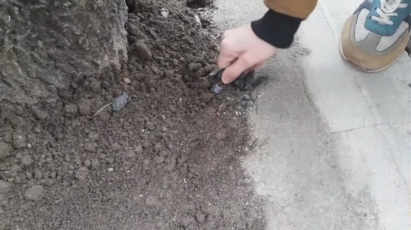 Бетонирани корени на дървета в центъра на София - ще има ли глоби?