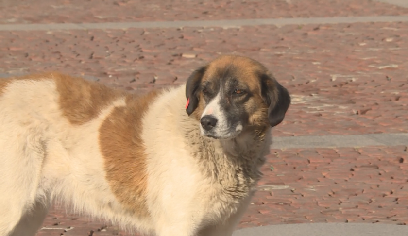 Благоевград започва програма за контрол над популацията на безстопанствените кучета